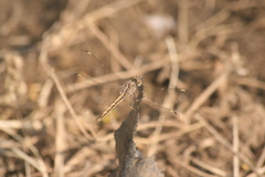 Brachythemis leucosticta