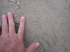 Callipepla californica