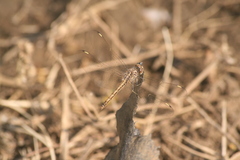 Brachythemis leucosticta
