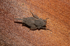 Eomorphopus