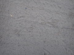 Callipepla californica