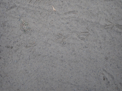 Callipepla californica