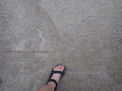 Callipepla californica