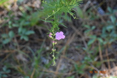 Agalinis fasciculata