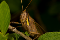 Schistocerca flavofasciata