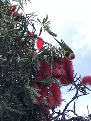 Glossopsitta concinna