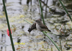 Serpophaga nigricans