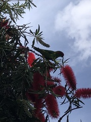 Glossopsitta concinna