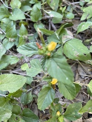 Malvastrum aurantiacum