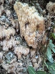 Radulomyces