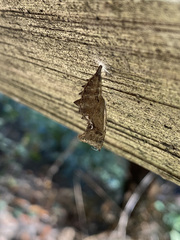 Nymphalini