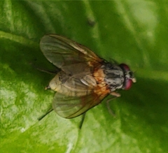 Phaonia rufiventris