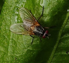 Phaonia rufiventris