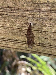 Nymphalini