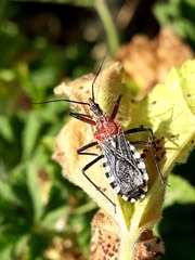 Cosmoclopius poecilus