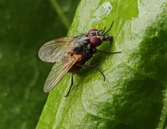 Phaonia rufiventris