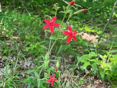 Silene virginica