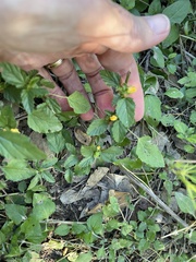 Malvastrum aurantiacum