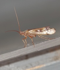 Limnephilus lunatus