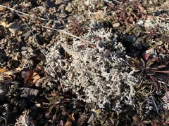 Stereocaulon saxatile