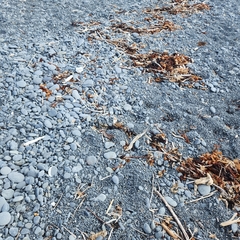 Charadrius bicinctus bicinctus