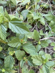 Malvastrum aurantiacum