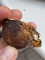 Rhizopogonaceae
