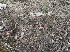 Caladenia reticulata