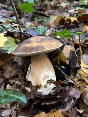Boletus aereus