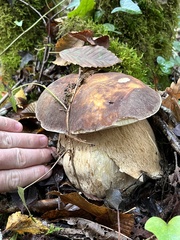 Boletus aereus