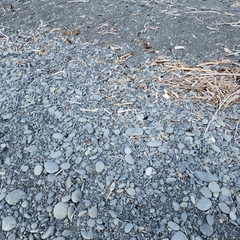 Charadrius bicinctus bicinctus