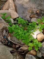 Stellaria media