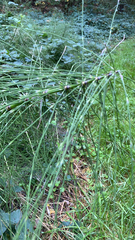 Equisetum telmateia