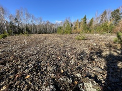 Stereocaulon saxatile