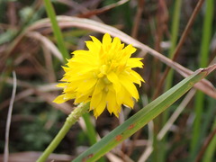 Polygala rugelii