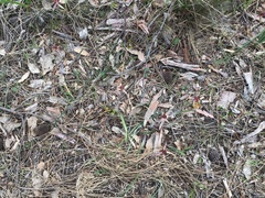 Caladenia reticulata