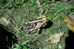 Rhinella icterica