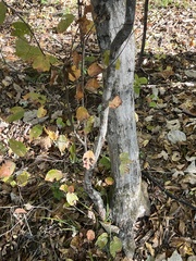 Carpinus caroliniana