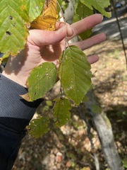 Carpinus caroliniana