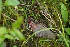 Diarsia