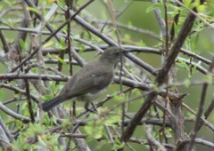 Nectariniidae