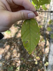 Carpinus caroliniana