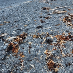 Charadrius bicinctus bicinctus