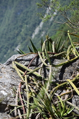 Selenicereus spinulosus
