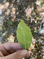Carpinus caroliniana