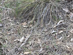 Caladenia reticulata