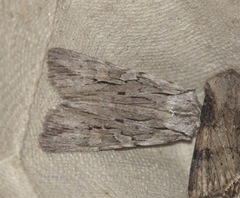 Lithophane leautieri