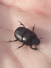Onthophagus