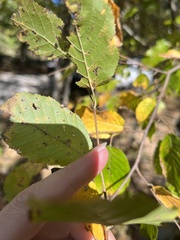 Carpinus caroliniana