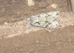 Lithophane ornitopus